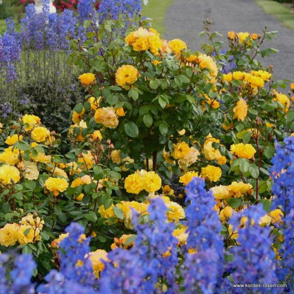 SUNSHINE® SUNSHINE®